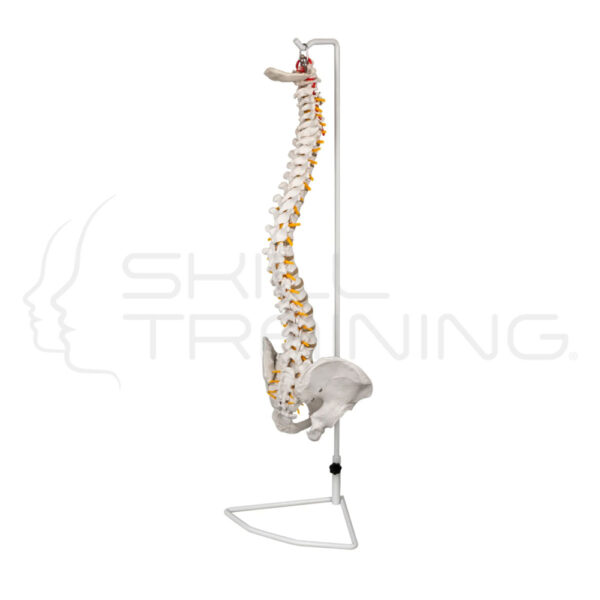 Vertebral Column with Stainless Steel Holder - Imagen 1