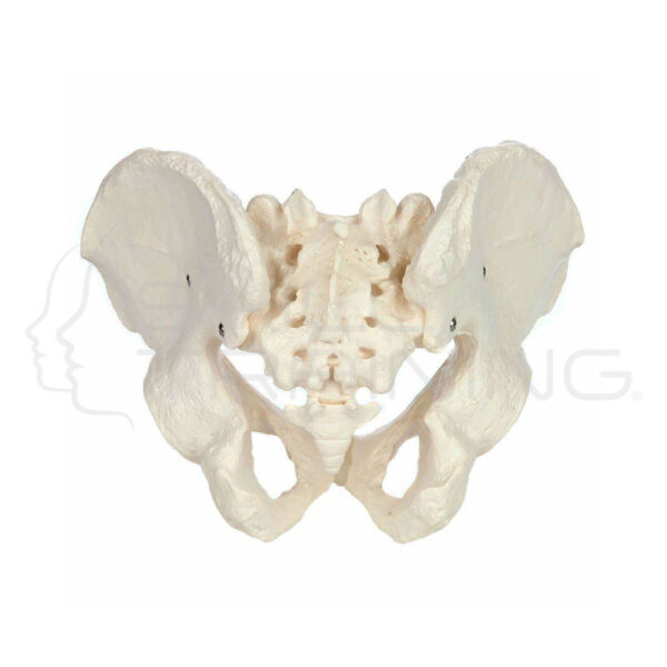 Female Pelvis - Imagen 1