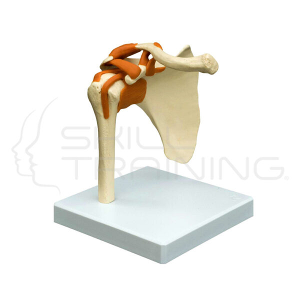 Shoulder Joint - Imagen 1