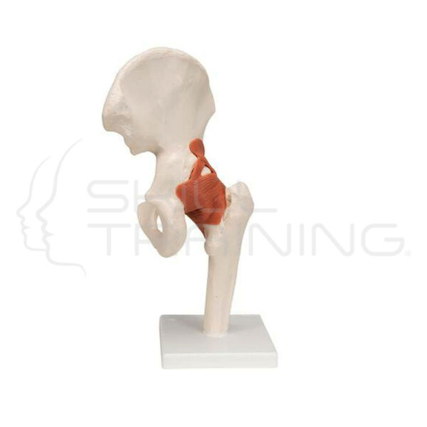 Hip Joint - Imagen 1
