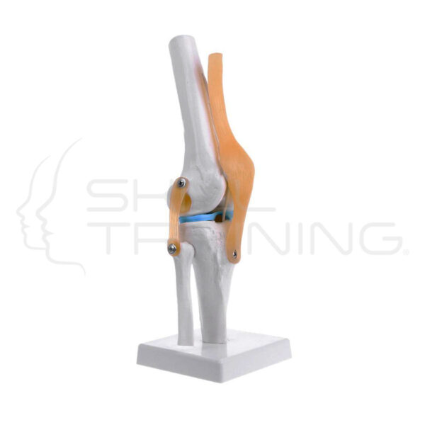 Knee Joint - Imagen 1