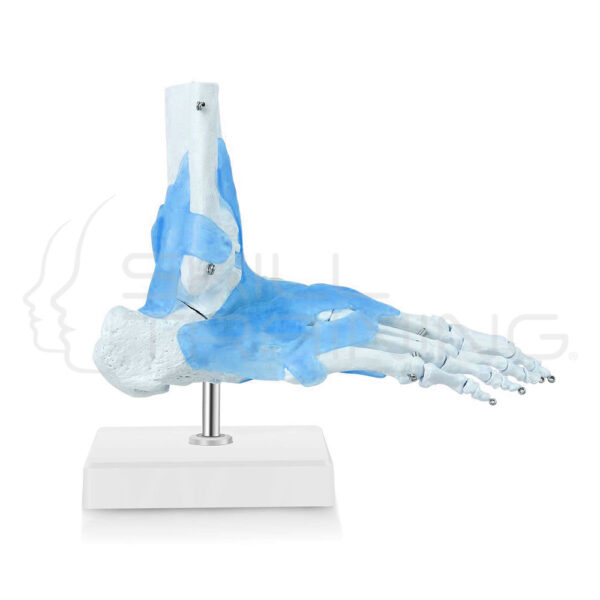 Ankle Joint - Imagen 1