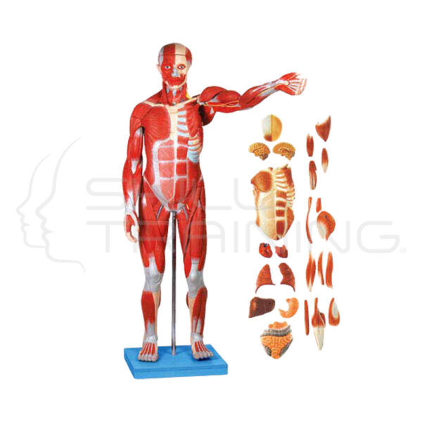 Muscles of Male with Organs 27 parts 170CM - Imagen 1