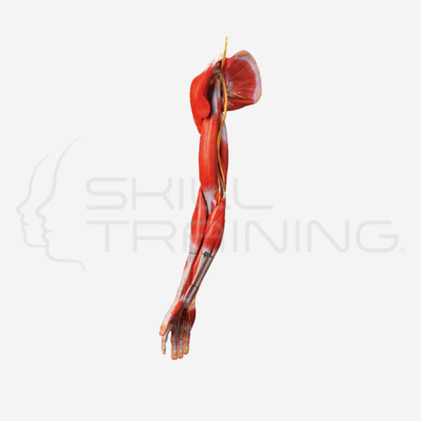 Muscles of Arm with Main vessels and Nerves - Imagen 1