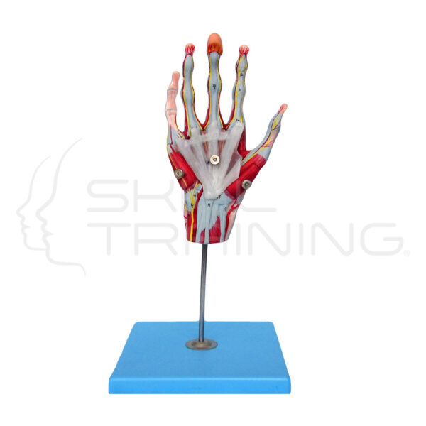 Muscle of Hand with Main Vessels and Nerves - Imagen 1