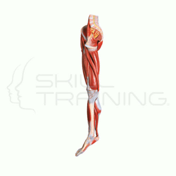 Muscle of Leg with Main vessels and Nerves - Imagen 1