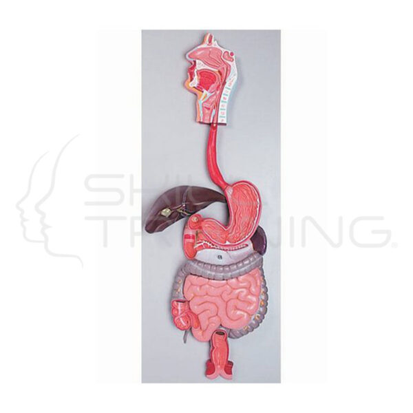 Digestive System - Imagen 1