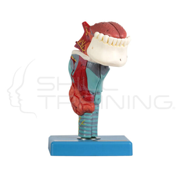 Larynx with Tongue and Teeth - Imagen 1
