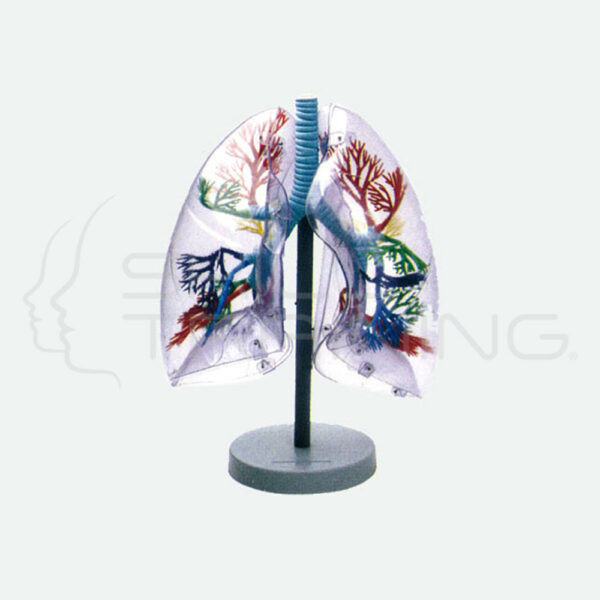 Transparent Lung Segments Model - Imagen 1