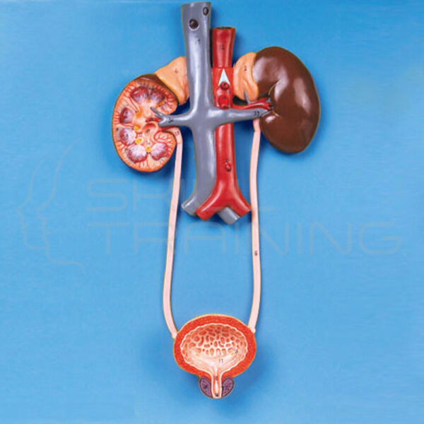 Urinary System - Imagen 1