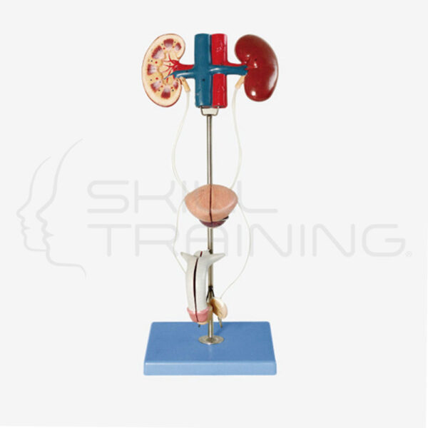 Male Urinary Organ - Imagen 1