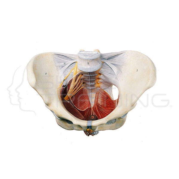 Female Pelvis - Imagen 1
