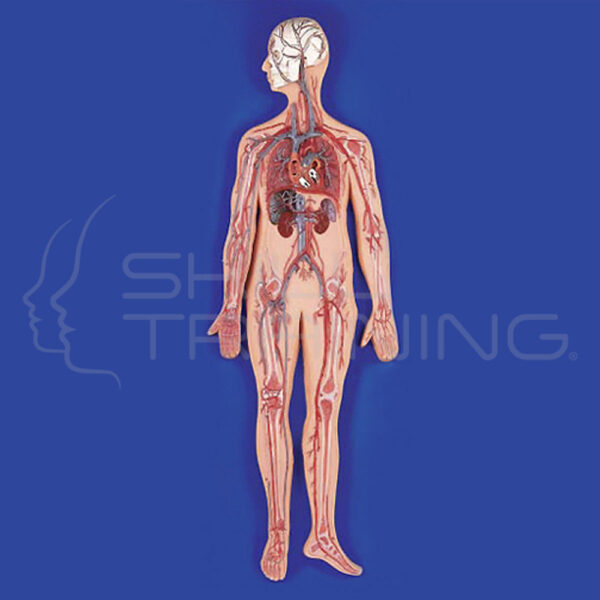 Circulatory System Model 1/2 Life Size - Imagen 1