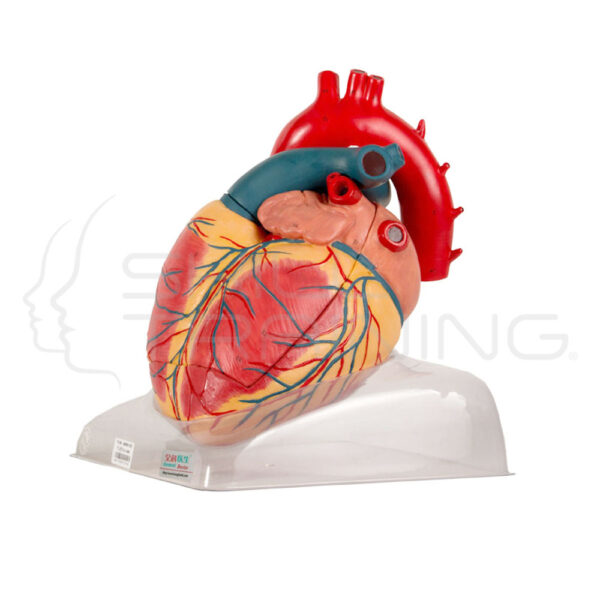 Adult Heart Model - Imagen 1