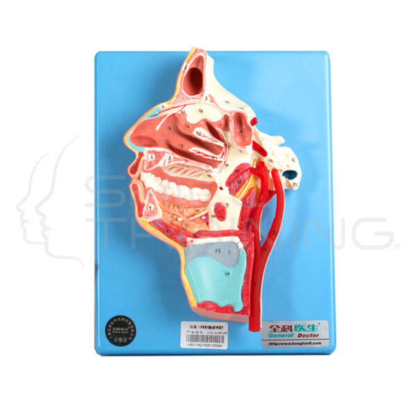Mouth, Nose, Pharynx and Larynx w/ Vessels - Imagen 1