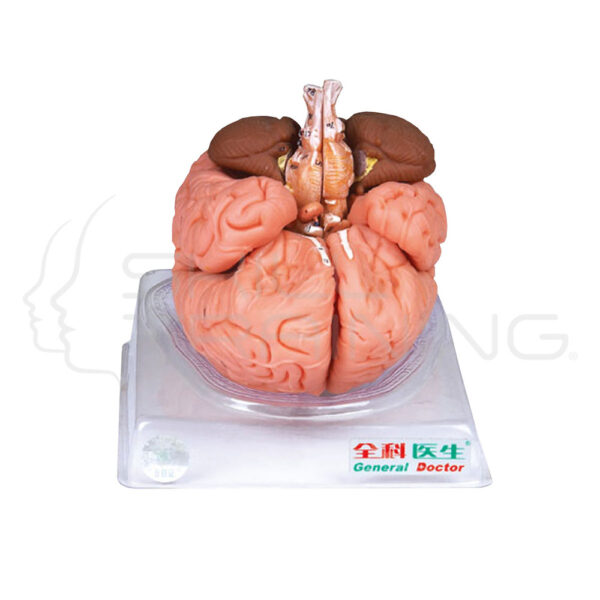 Brain 8 Parts - Imagen 1