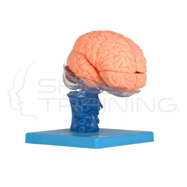 Brain - Imagen 1