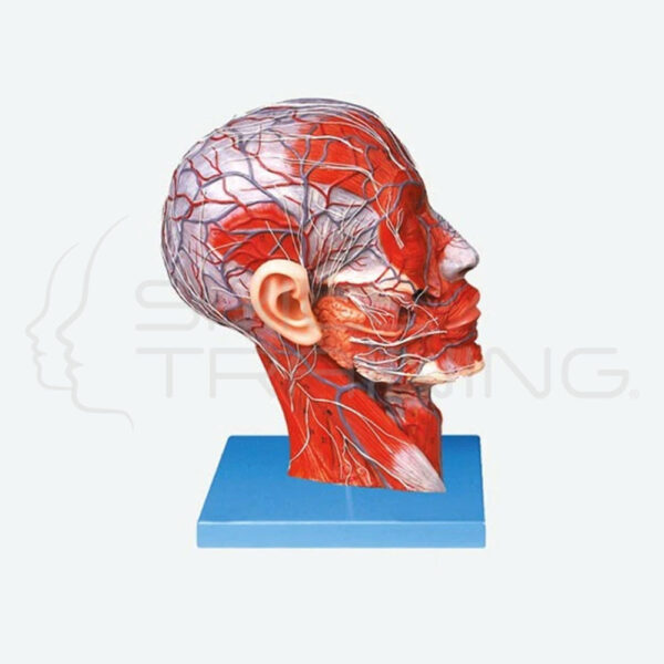 Half Head with Vessels - Imagen 1