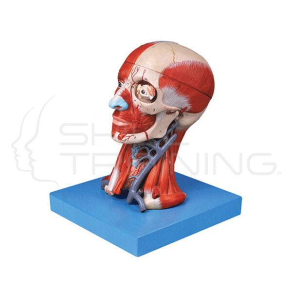 Head with Muscles - Imagen 1