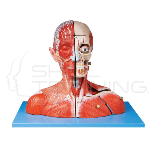 Head and Neck w/ Blood Vessels, Nerves, Brain - Imagen 1