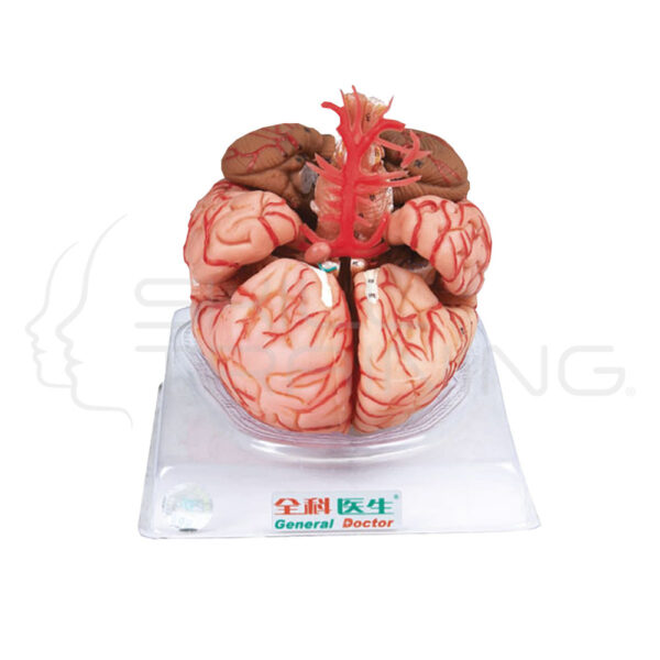 Brain with Arteries 9 Parts - Imagen 1