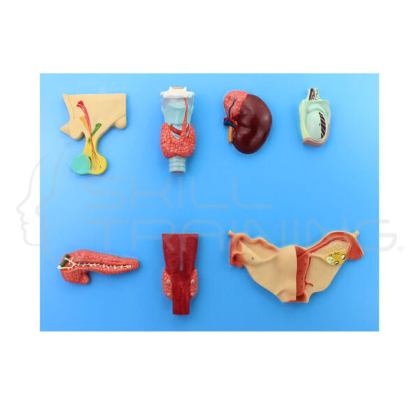 Human Secretory Organs - Imagen 1