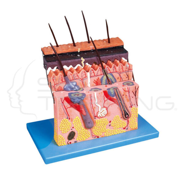 Skin Section 4 Parts - Imagen 1