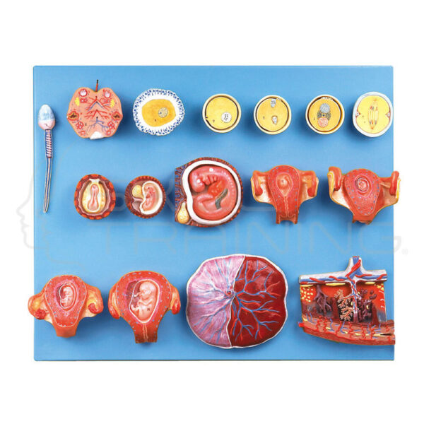 Human Fertilization - Imagen 1