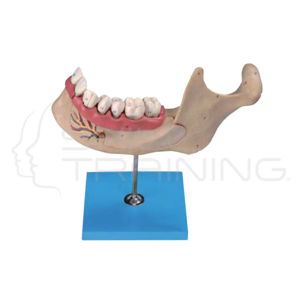 Lower Jaw of 18 Year-old - Imagen 1