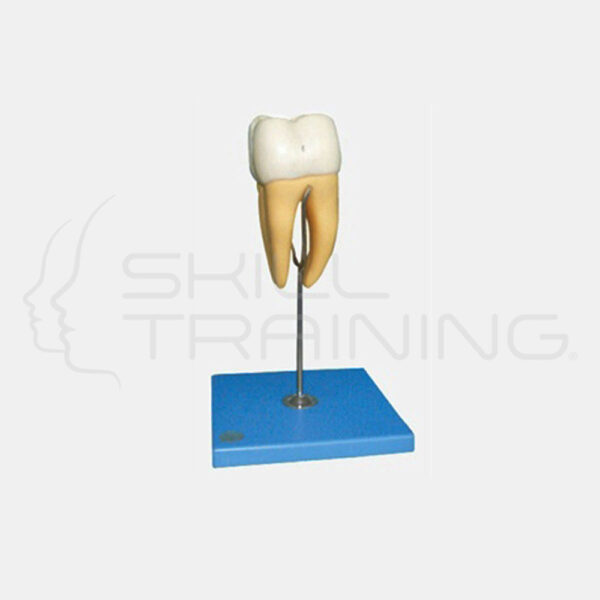 Molar Model - Imagen 1
