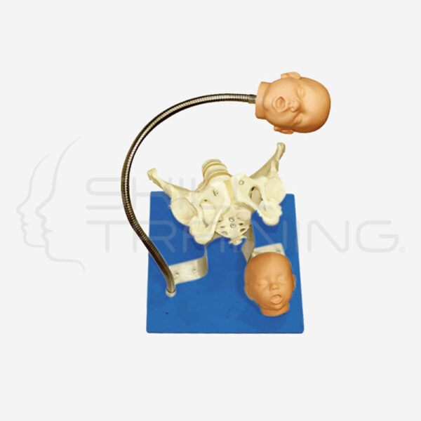 Pelvis con Modelo de Cabeza Fetal - Imagen 1