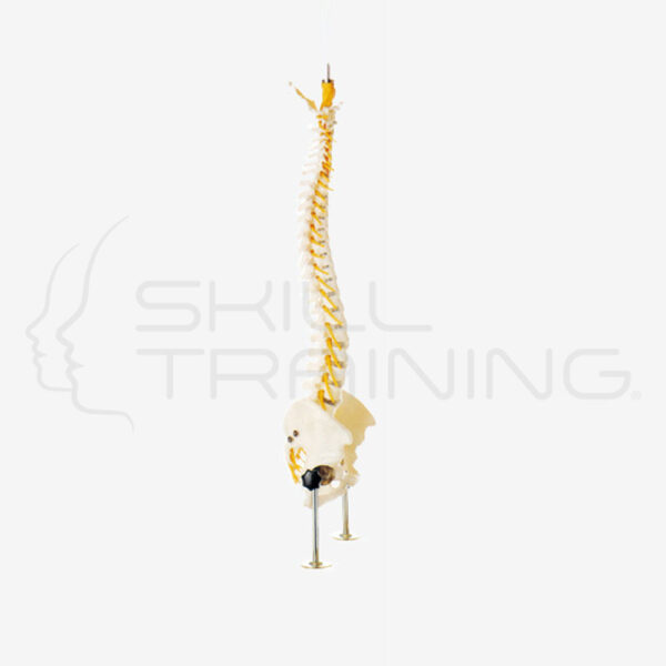 Vertebral Column - Imagen 1
