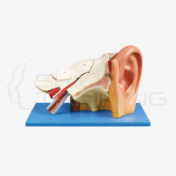 Ear Anatomy - Imagen 1