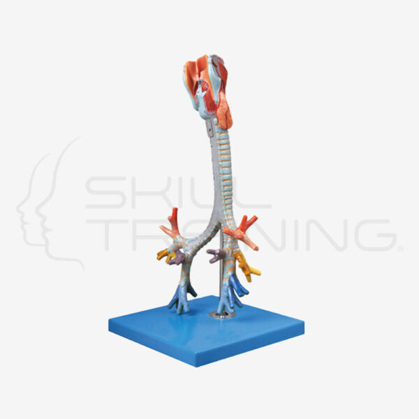 Larynx, Trachea and Bronchial Tree Model - Imagen 1
