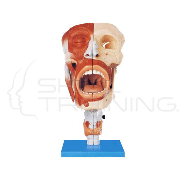 Nasal, Oral, Pharynx and Larynx Cavities - Imagen 1