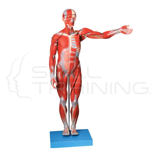 Muscles of Male Body 18 Parts 78 cm - Imagen 1