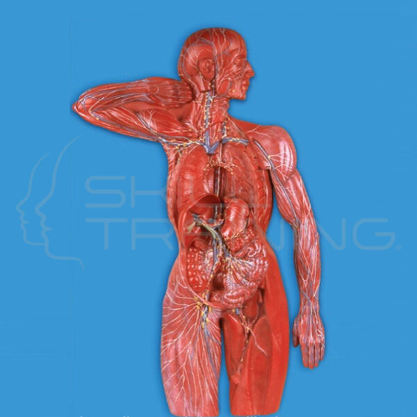 Lymphatic System Model - Imagen 1