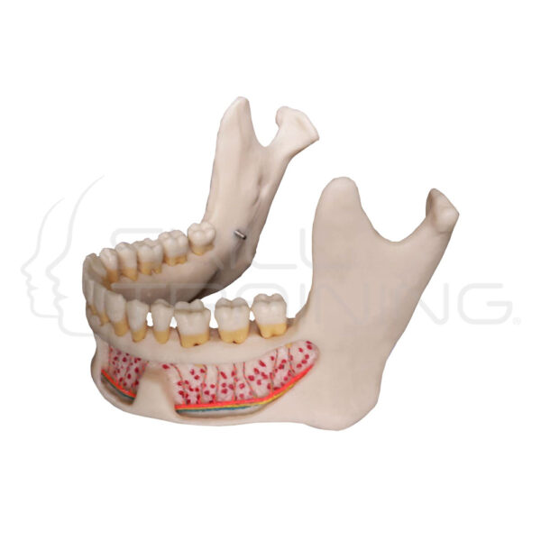 Mandible Model - Imagen 1