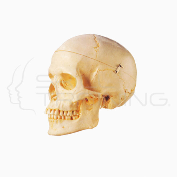 Adult Skull - Imagen 1
