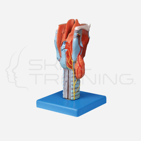 Larynx Model(anatómica Model) - Imagen 1