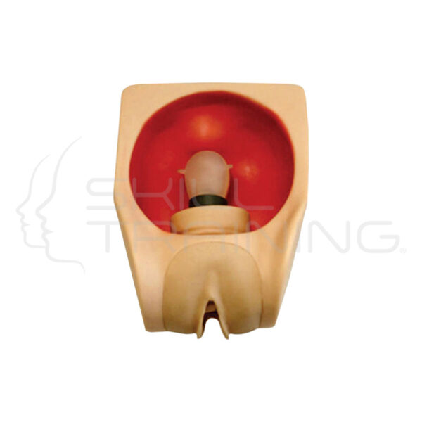 Advanced Female Contraception Practice Model - Imagen 1