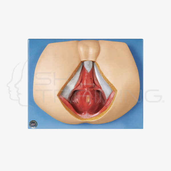 Male Perineum Anatomy - Imagen 1