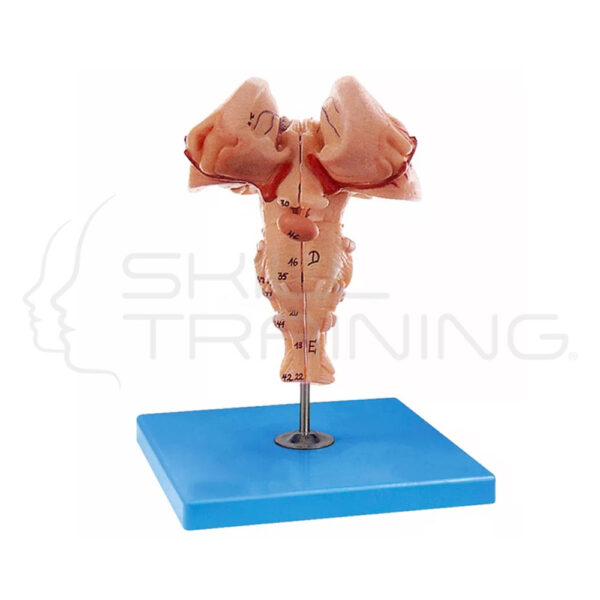 Brainstem - Imagen 1