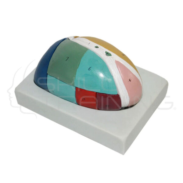 Magnified Thalamus Model - Imagen 1