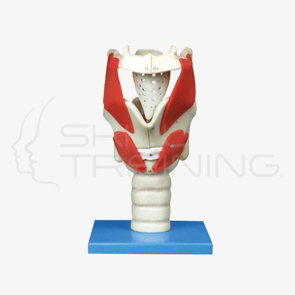 Functional and Structure of Larynx Medical - Imagen 1