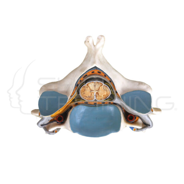 Fifth Cervical Vertebra with Spinal Cord and Nerve - Imagen 1