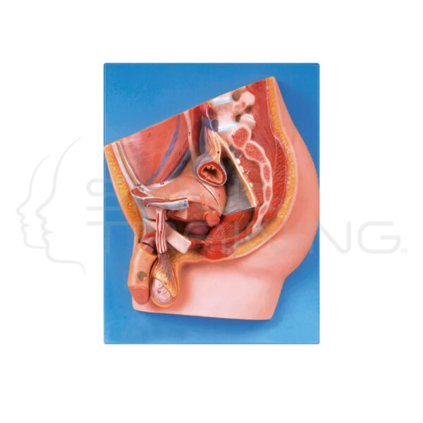 Median Section of Male Pelvis - Imagen 1