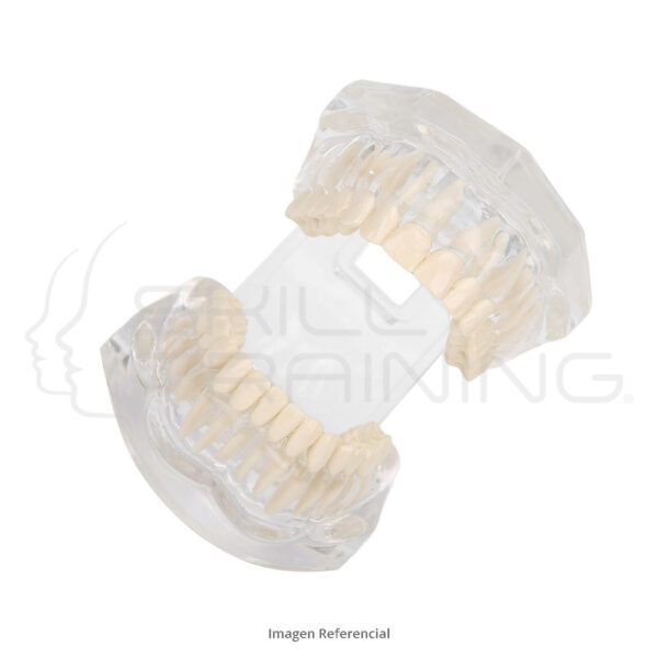 Standard Transparente PE Teeth - Imagen 1