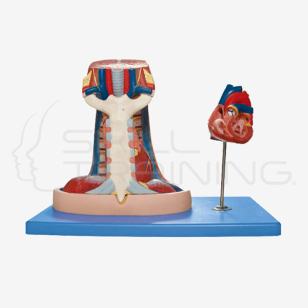 Mediastinum Model - Imagen 1