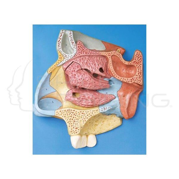 Median Sagittal Section of Nasal - Imagen 1